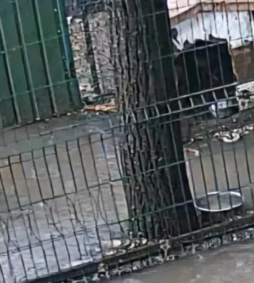 «Вода полностью залила выгульник». В Одессе затопило два приюта для животных в результате сильного ливня 30 сентября
