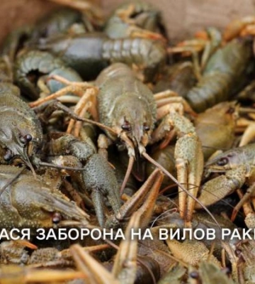 На Одещині завершилася заборона на вилов раків