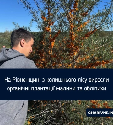 На Рівненщині з колишнього лісу виросли органічні плантації малини та обліпихи