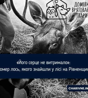 «Його серце не витримало»: помер лось, якого знайшли у лісі на Рівненщині