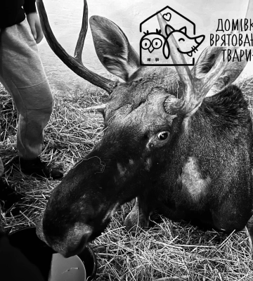 Лось, якого евакуювали з Рівненщини до Львова, помер