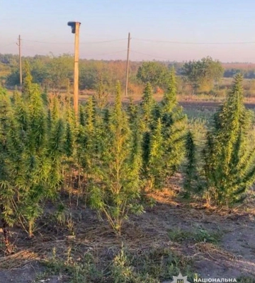 На Дніпропетровщині поліцейські викрили та затримали чергового наркоплантатора