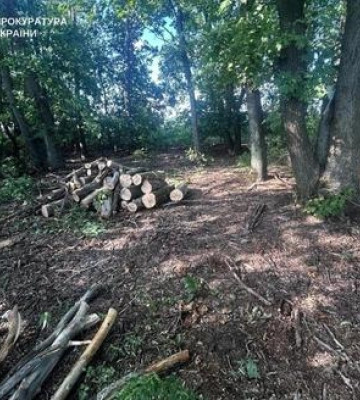 На Полтавщині судитимуть лісорубів, що завдали збитків на понад 3,6 млн грн