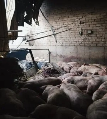 Росія обстріляла ферму на Харківщині: загинули 13 тисяч свиней. ФОТОрепортаж