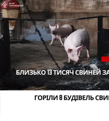 Атака на Харківщину: через російський дрон загинуло 13 тис свиней