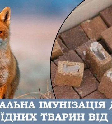 На Закарпатті вакцинуватимуть диких тварин від сказу