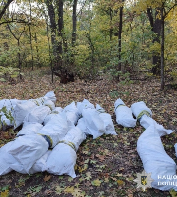 Плантацію конопель викрили поліцейські на Дніпропетровщині