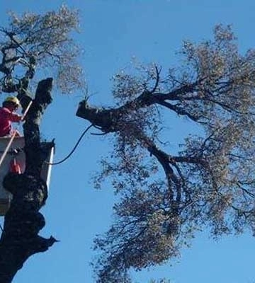 Понад 20 локацій: де у Львові цього тижня зрізатимуть дерева