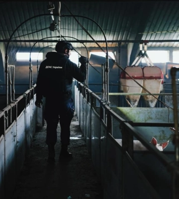На Харківщині від атаки БпЛА загинуло 13 тис. свиней