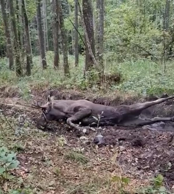 Чергова смерть лося на Рівненщині: подробиці інциденту (ВІДЕО)