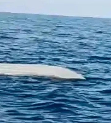 До турецького берега прибило морський дрон