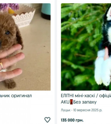 Собака за 200 тисяч: які породи собак найпопулярніші у Луцьку восени