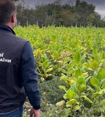 Підпільне виробництво повного циклу: БЕБ знайшло нелегальні плантації тютюну і цех з виробництва сигарет. ФОТОрепортаж