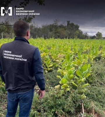 Підпільне виробництво повного циклу: БЕБ знайшло нелегальні плантації тютюну і цех з виробництва сигарет. ФОТОрепортаж
