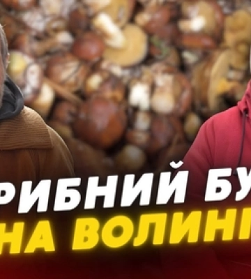 Зібрали повні кошики – і на базар: як проходить грибний сезон на Волині (відео)