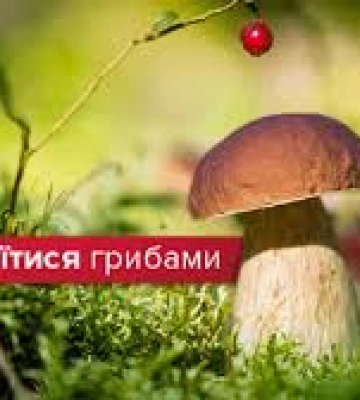 На Дніпропетровщині знову отруєння грибами: серед постраждалих – дитина