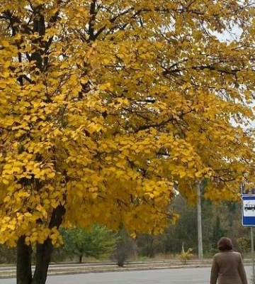 На Полтавщині 13 жовтня прогнозують прохолодну погоду з дощами