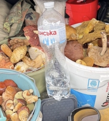 Білі, польські, червоноголовці: де на Волині назбирали цілий багажник грибів 