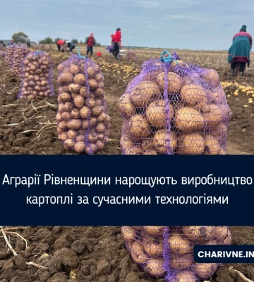 Аграрії Рівненщини нарощують виробництво картоплі за сучасними технологіями