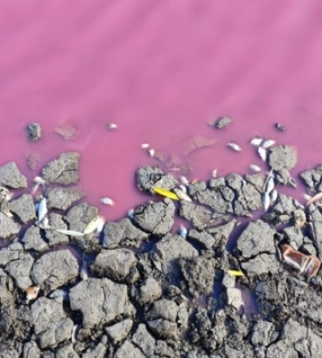 У водоймі на Одещині зафіксували масову загибель карася: колір води також привернув увагу