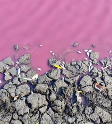 У водоймі на Одещині зафіксували масову загибель карася: колір води також привернув увагу