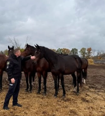 “Білі янголи” вивезли коня із зони бойових дій на Харківщині