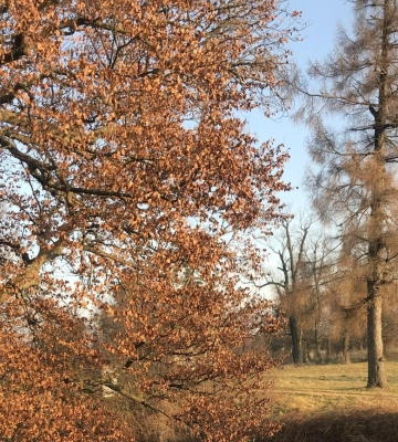 Завтра на Львівщині - погіршення видимості через туман