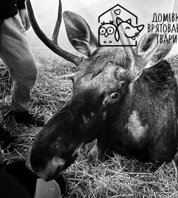 Лось, якого евакуювали з Рівненщини до Львова, помер