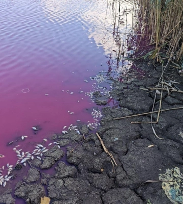 Рожева вода і мертва риба: екологи розслідують красиву, але небезпечну аномалію на Одещині, - ФОТО