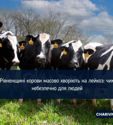 У громаді на Рівненщині - спалах лейкозу у корів