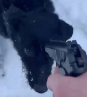 Застрелив собаку та знімав це на відео: на Рівненщині судитимуть чоловіка, який знущався з тварини