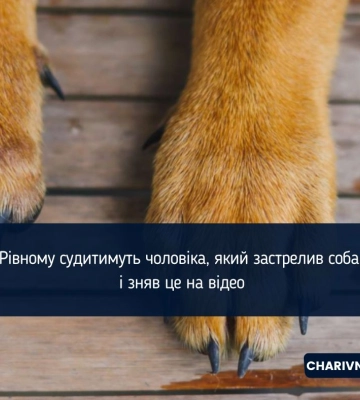 Застрелив собаку та знімав це на відео: на Рівненщині судитимуть чоловіка, який знущався з тварини