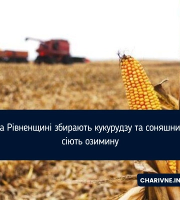 На Рівненщині розпочали збір кукурудзи