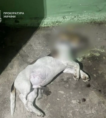 Трагедия в Киеве: во время ссоры подруга выбросила собаку из окна