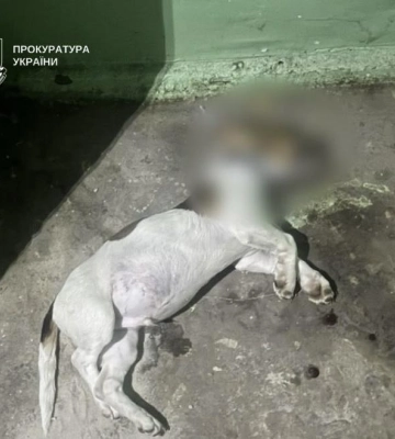 У Києві повідомлено про підозру жінці, яка викинула цуценя з вікна 5-го поверху