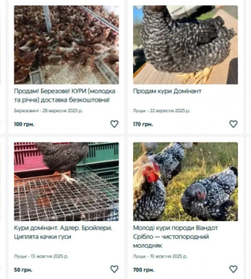 Скільки коштують кури на Волині?