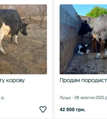 Скільки коштують корови та телиці на Волині?
