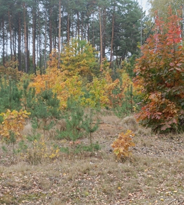 Де на Волині збирають повні кошики білих грибів - локація