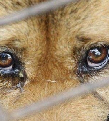 Поліція встановила чоловіка, який бив собаку на вулиці Полуботка у Львові