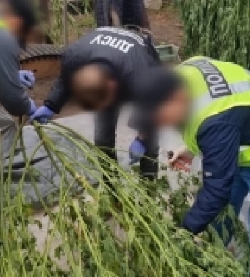 Виготовив понад пів центнера канабісу: жителя Одеси викрили в оборудках з наркотиками в особливо великих розмірах