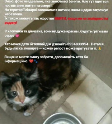 У Чернівцях працівники котельні обласної лікарні жорстоко вбили кота - соцмережі
