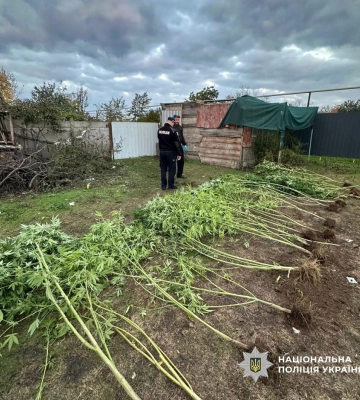 Коноплі, канабіс і пістолет: на Одещині поліцейські викрили нарколабораторії просто у дворах