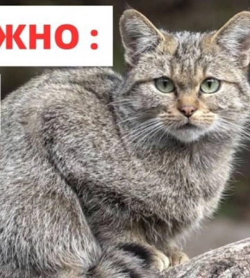 У Миколаєві виявлено сказ: встановлено карантинні обмеження