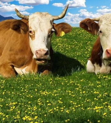 В Харьковской области живет самая продуктивная корова Украины: Варяжка во второй раз возглавила национальный рейтинг