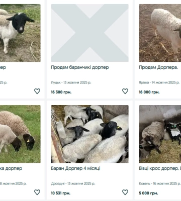 Скільки коштують кози та вівці на Волині?