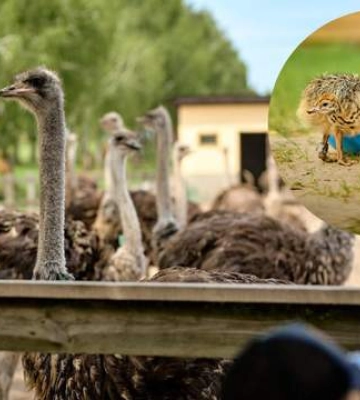 Діти точно будуть у захваті: чому варто відвідати найбільшу страусину ферму України