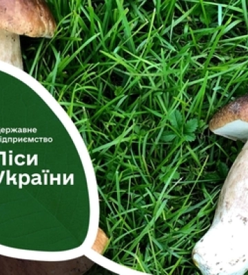 Ягоди, гриби і навіть болотний сфагнум: на Волині підрахували рекордні обсяги зібраних дикоросів