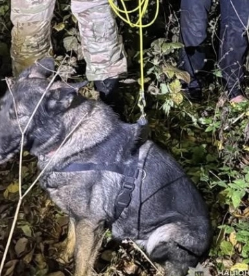 Поліцейський собака знайшов зниклого чоловіка у лісі Львівського району