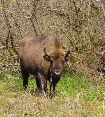 На Львівщині завершили вакцинацію диких тварин