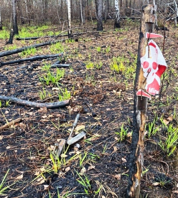 Погода у Житомирській області на вихідних 1 та 2 листопада